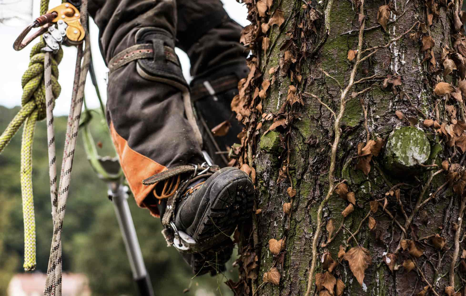 Arborist