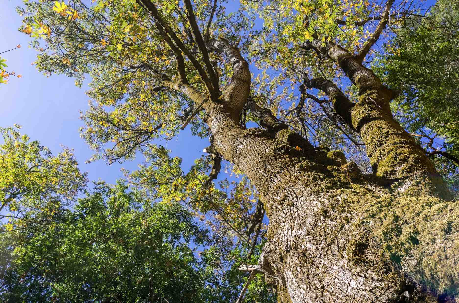 Bästa arborist