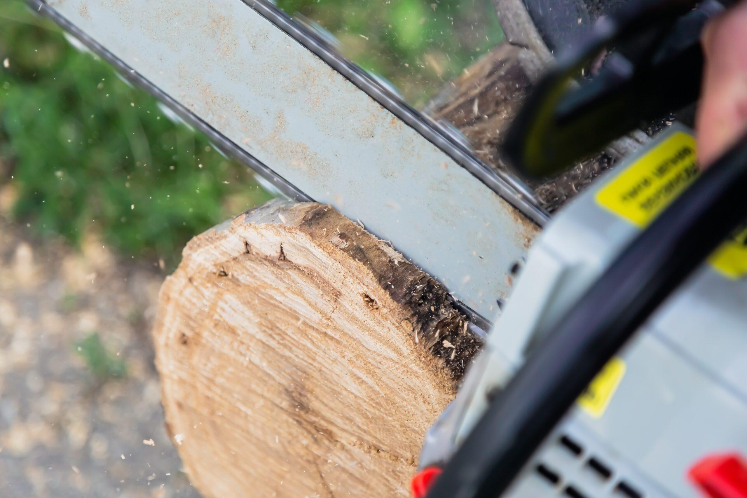 Bästa arborist