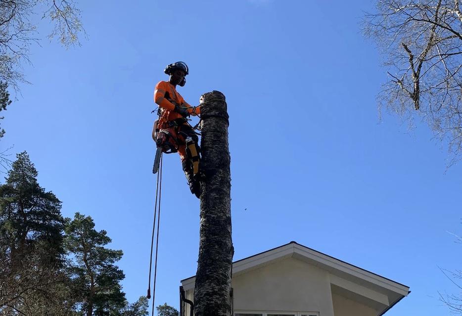 Bästa trädfällaren